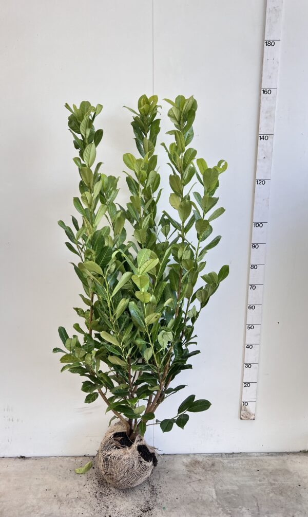 Laurier Rotundifolia 125-150cm kluit