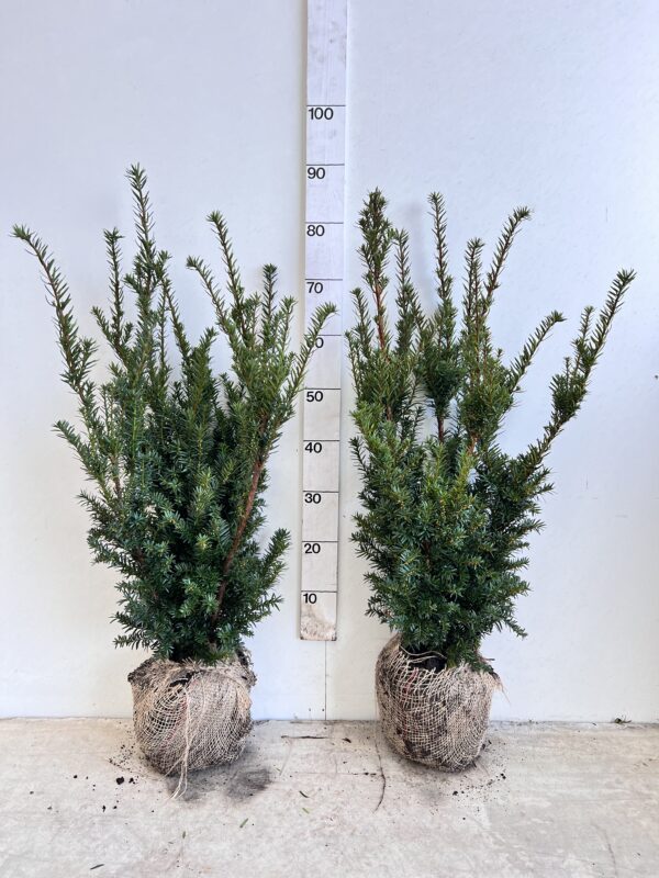 40x Taxus Baccata 80cm kluit PALLETDEAL!!