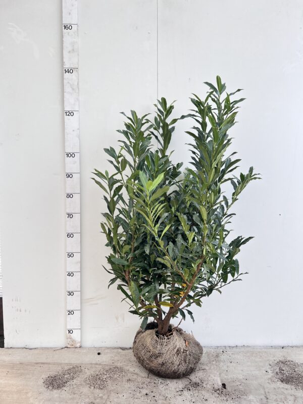 Laurier otto surpreme 100cm kluit