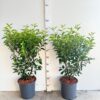 Portugese Laurier 80cm potgekweekt