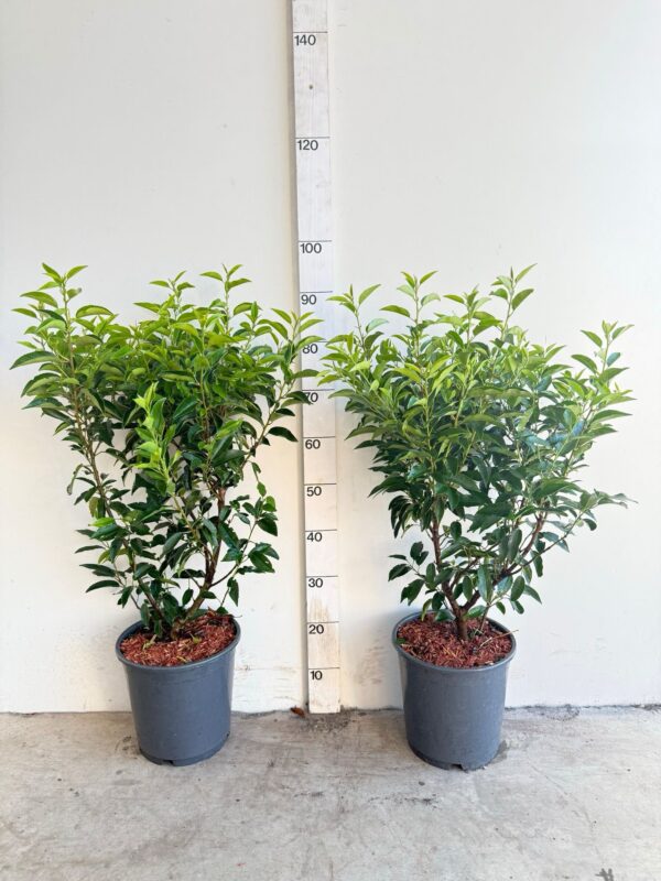Portugese Laurier 80cm potgekweekt