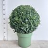buxus 50cm bolvorm