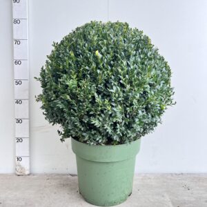 buxus 50cm bolvorm