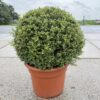 ilex crenata 80cm bolvorm