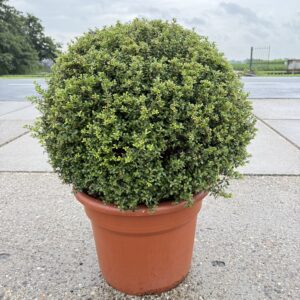 ilex crenata 80cm bolvorm
