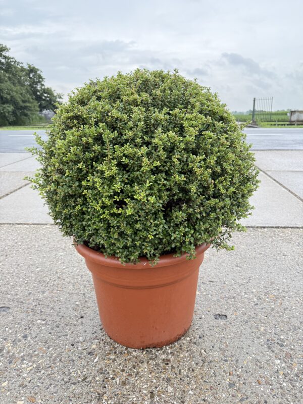 ilex crenata 80cm bolvorm