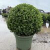 ilex crenata 60cm bolvorm