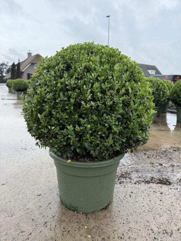 ilex crenata 60cm bolvorm