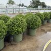ilex crenata 70cm bolvorm