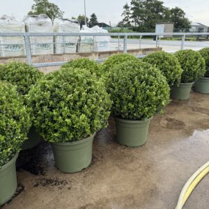 ilex crenata 70cm bolvorm