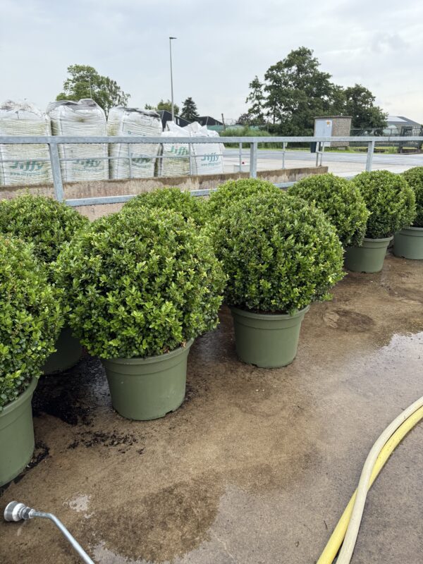 ilex crenata 70cm bolvorm