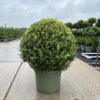 buxus 60cm bolvorm