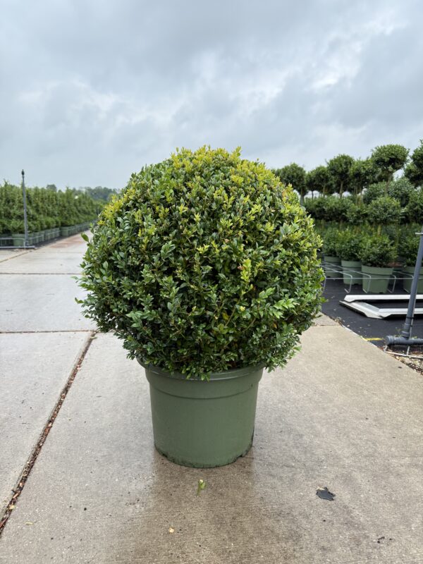 buxus 60cm bolvorm