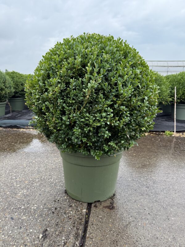buxus 70cm bolvorm