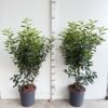 Portugese Laurier 70-90cm potgekweekt