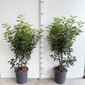 Portugese Laurier 70-90cm potgekweekt