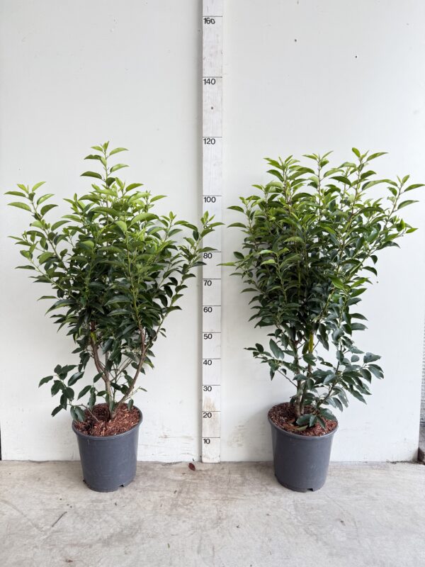 Portugese Laurier 70-90cm potgekweekt